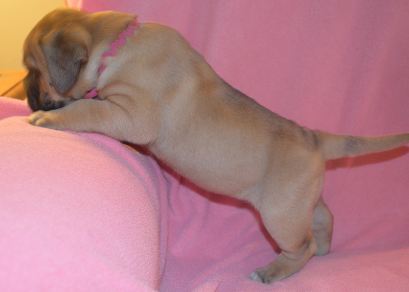 Pink Girl (Mary) 6-8 weeks 