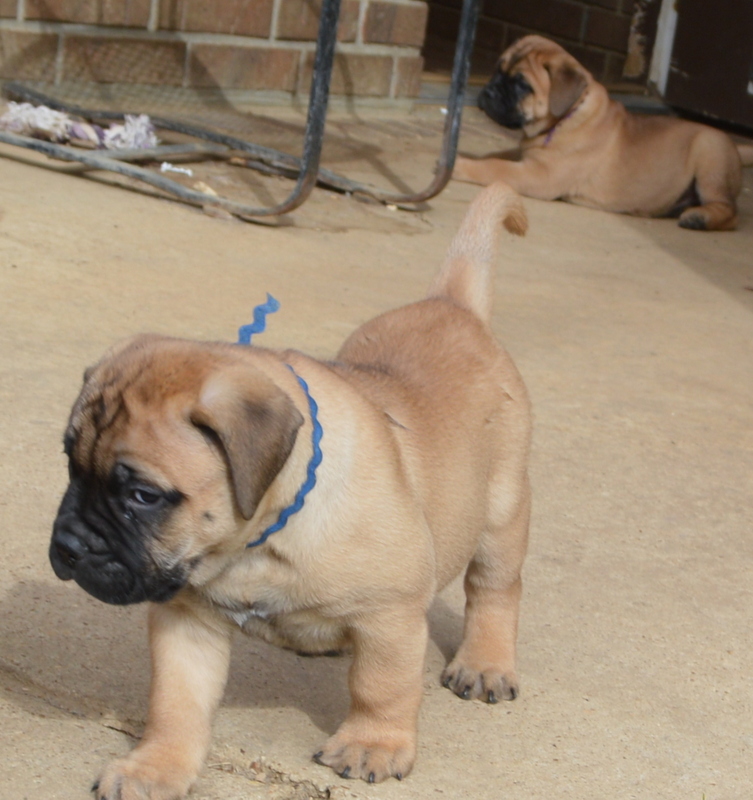 Jake - 6-1/2 weeks