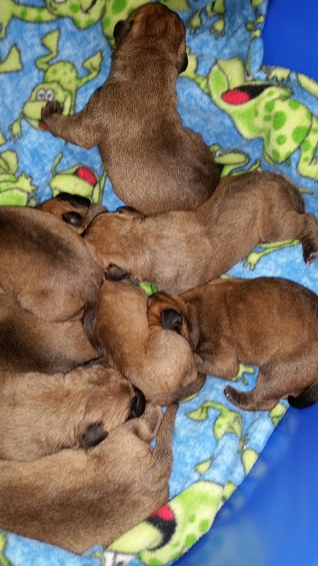 Also - See pictures of 1 year old puppies from Lacey and Howards last litter under 