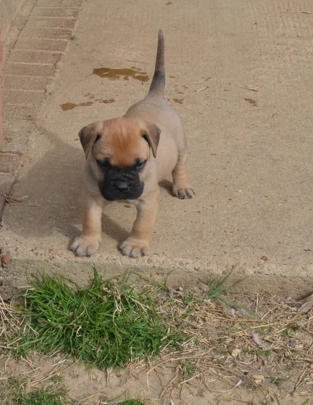 Hope - 6-1/2 weeks 