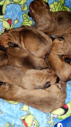 Also - See pictures of 1 year old puppies from Lacey and Howards last litter under 