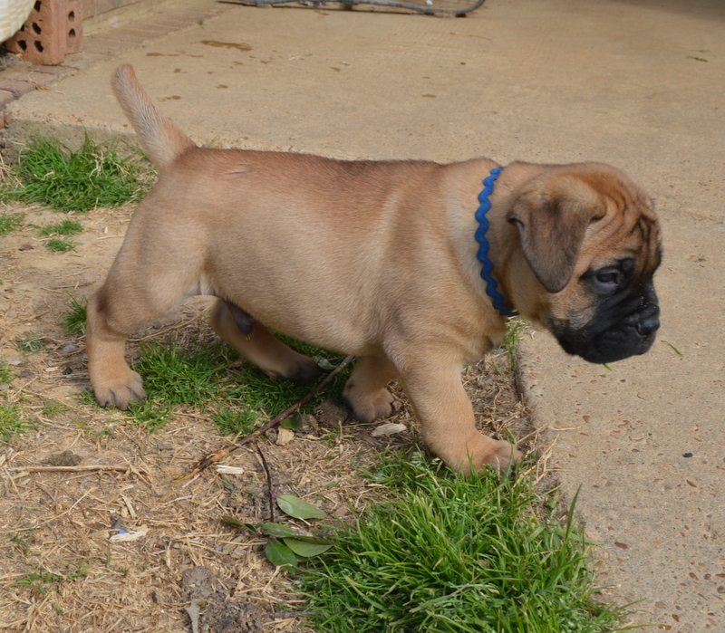 Jake - 6-1/2 weeks