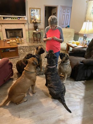Clara and her girls, patiently waiting for a treat.